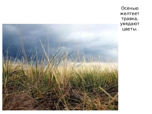 Осенью желтеет травка, увядают цветы. 