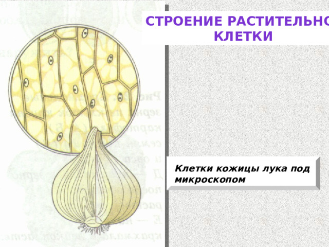 Строение растительной Клетки Клетки кожицы лука под микроскопом 