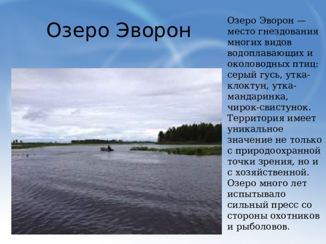 Озеро Эворон Озеро Эворон — место гнездования многих видов водоплавающих и околоводных птиц: серый гусь, утка-клоктун, утка-мандаринка, чирок-свистунок. Территория имеет уникальное значение не только с природоохранной точки зрения, но и с хозяйственной. Озеро много лет испытывало сильный пресс со стороны охотников и рыболовов.  