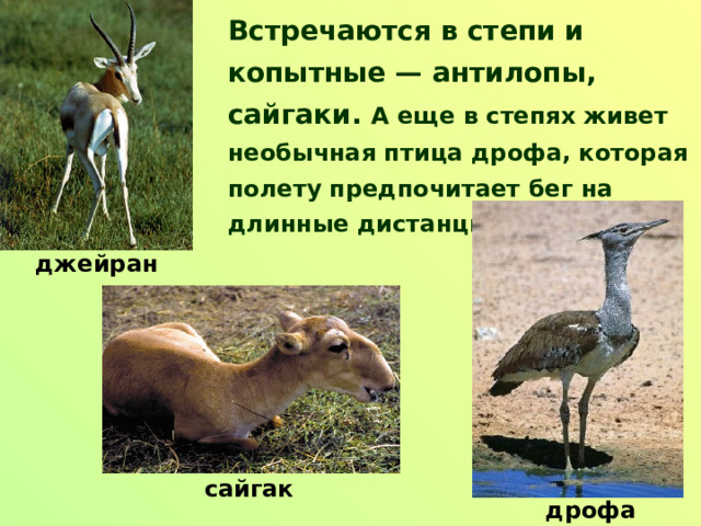 Встречаются в степи и копытные — антилопы, сайгаки. А еще в степях живет необычная птица дрофа, которая полету предпочитает бег на длинные дистанции джейран сайгак дрофа 
