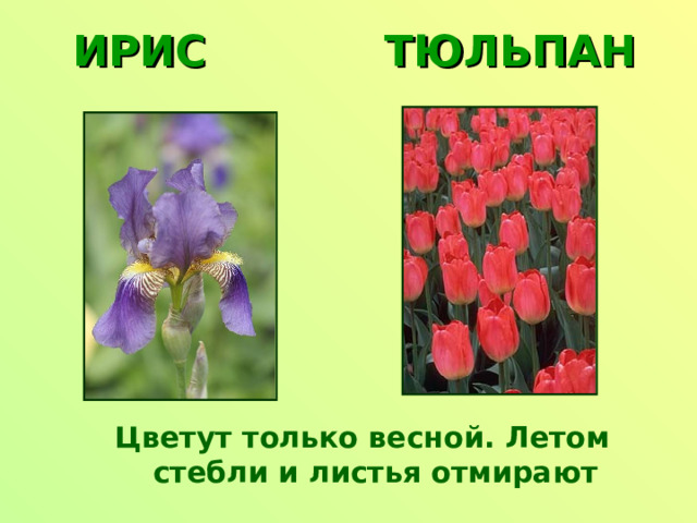ИРИС ТЮЛЬПАН Цветут только весной. Летом стебли и листья отмирают 