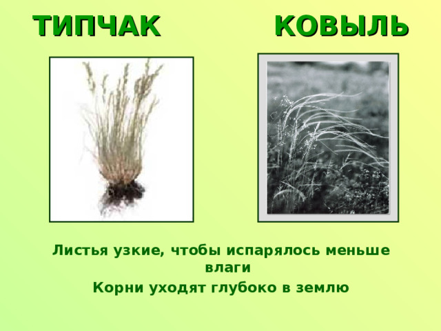 ТИПЧАК КОВЫЛЬ Листья узкие, чтобы испарялось меньше влаги Корни уходят глубоко в землю 