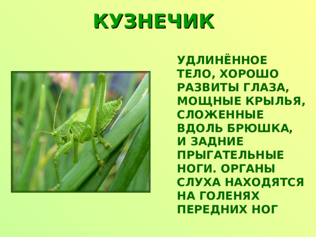 КУЗНЕЧИК  УДЛИНЁННОЕ ТЕЛО, ХОРОШО РАЗВИТЫ ГЛАЗА, МОЩНЫЕ КРЫЛЬЯ, СЛОЖЕННЫЕ ВДОЛЬ БРЮШКА, И ЗАДНИЕ ПРЫГАТЕЛЬНЫЕ НОГИ. ОРГАНЫ СЛУХА НАХОДЯТСЯ НА ГОЛЕНЯХ ПЕРЕДНИХ НОГ 