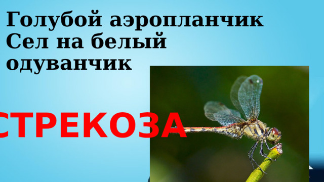 Голубой аэропланчик  Сел на белый одуванчик СТРЕКОЗА 