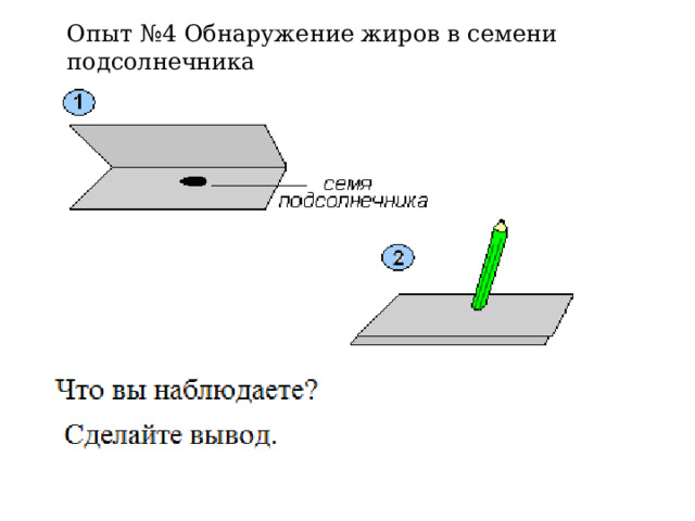 Опыт №4 Обнаружение жиров в семени подсолнечника 