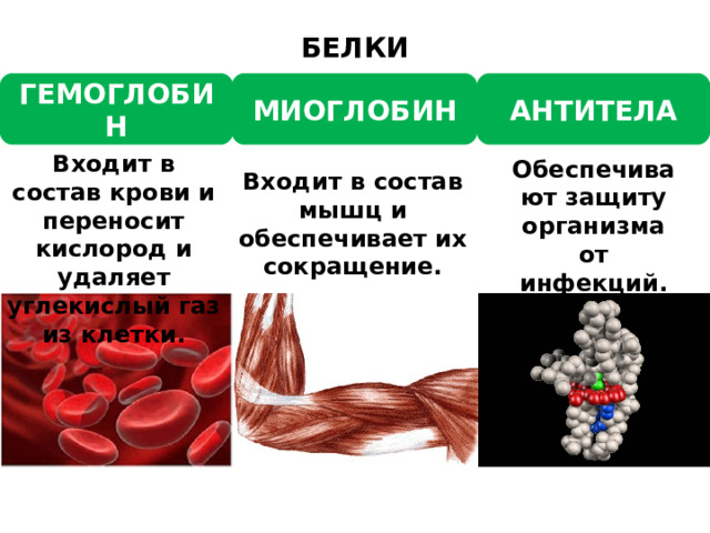 БЕЛКИ ГЕМОГЛОБИН МИОГЛОБИН АНТИТЕЛА Входит в состав крови и переносит кислород и удаляет углекислый газ из клетки. Обеспечивают защиту организма от инфекций. Входит в состав мышц и обеспечивает их сокращение. 
