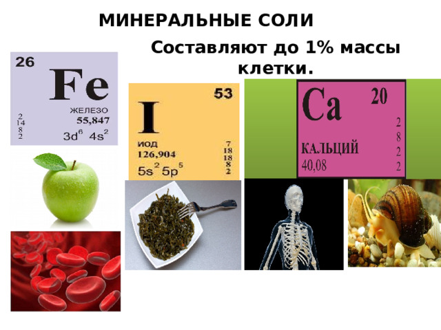 МИНЕРАЛЬНЫЕ СОЛИ Составляют до 1% массы клетки. 