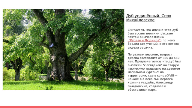 Дуб уединённый. Село Михайловское Считается, что именно этот дуб был воспет великим русским поэтом в начале поэмы “Руслан и Людмила” : по нему бродил кот ученый, в его ветвях сидела русалка. По разным версиям, возраст дерева составляет от 350 до 450 лет. Предполагается, что дуб был высажен 