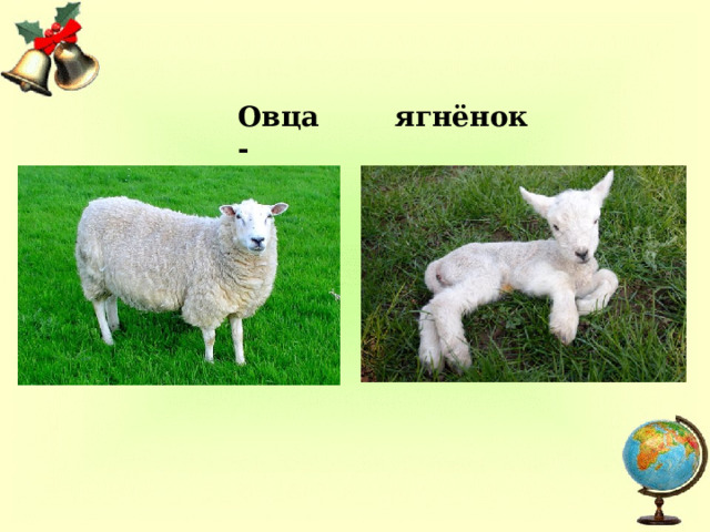 Овца -  ягнёнок 