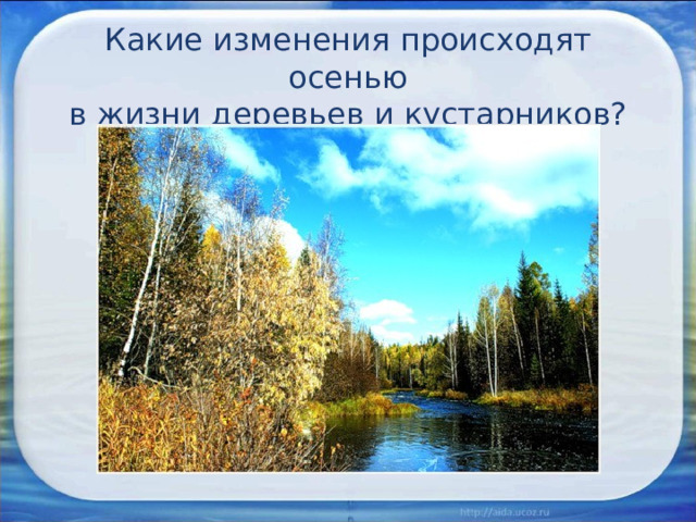 Какие изменения происходят осенью  в жизни деревьев и кустарников? 