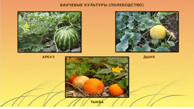 БАХЧЕВЫЕ КУЛЬТУРЫ (ПОЛЕВОДСТВО) ДЫНЯ АРБУЗ ТЫКВА 