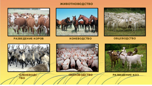 ЖИВОТНОВОДСТВО ОВЦЕВОДСТВО КОНЕВОДСТВО РАЗВЕДЕНИЕ КОРОВ СВИНОВОДСТВО РАЗВЕДЕНИЕ КОЗ ОЛЕНЕВОДСТВО 