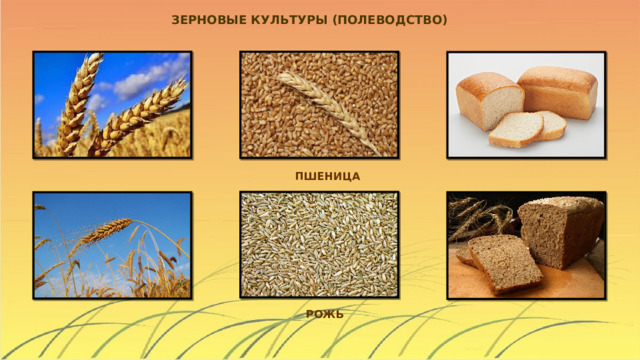 ЗЕРНОВЫЕ КУЛЬТУРЫ (ПОЛЕВОДСТВО)  ПШЕНИЦА РОЖЬ 