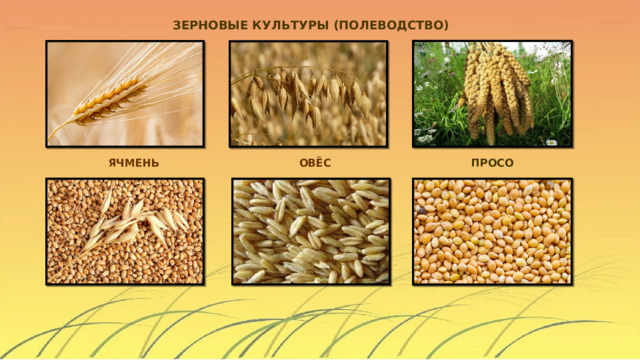 ЗЕРНОВЫЕ КУЛЬТУРЫ (ПОЛЕВОДСТВО)  ЯЧМЕНЬ ОВЁС ПРОСО 