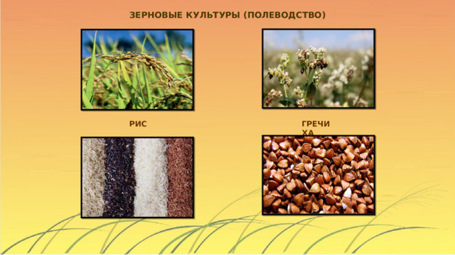 ЗЕРНОВЫЕ КУЛЬТУРЫ (ПОЛЕВОДСТВО)  РИС ГРЕЧИХА 