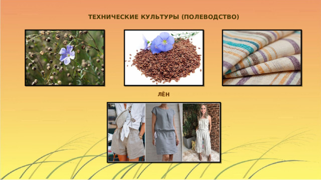 ТЕХНИЧЕСКИЕ КУЛЬТУРЫ (ПОЛЕВОДСТВО) ЛЁН 