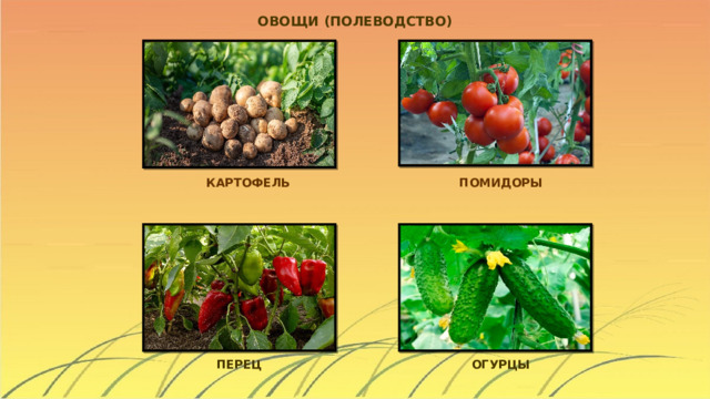ОВОЩИ (ПОЛЕВОДСТВО) КАРТОФЕЛЬ ПОМИДОРЫ ПЕРЕЦ ОГУРЦЫ 
