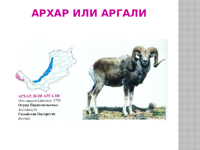 Архар или аргали 