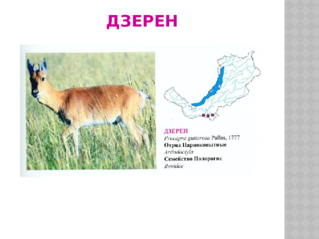 дзерен 