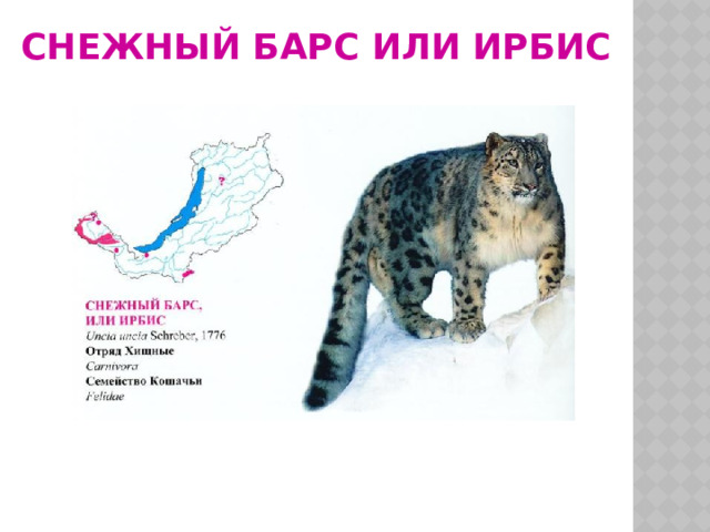 СНЕЖНЫЙ БАРС или Ирбис 