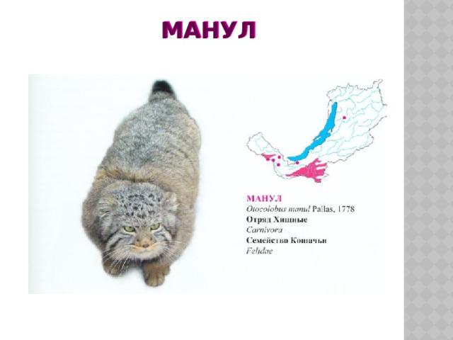 МАНУл МАНУл 