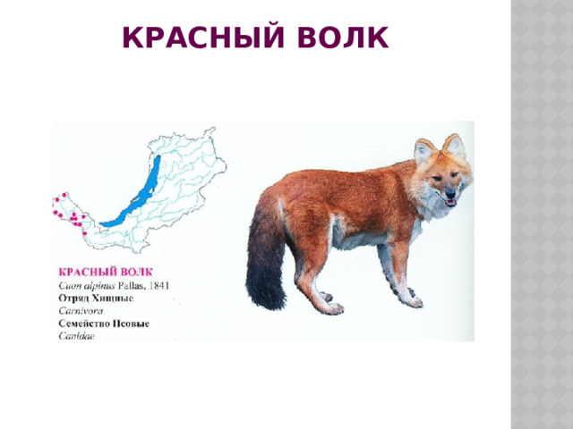 Красный волк 
