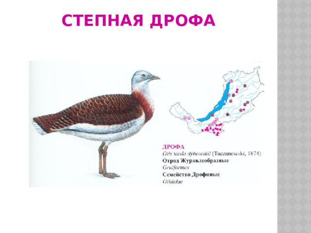 Степная дрофа 