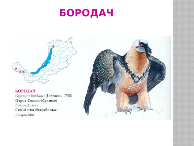 Бородач 