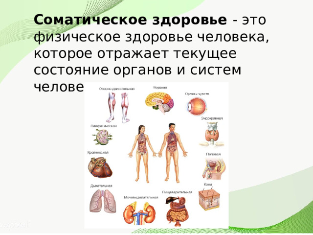 Соматическое здоровье - это физическое здоровье человека, которое отражает текущее состояние органов и систем человеческого организма 