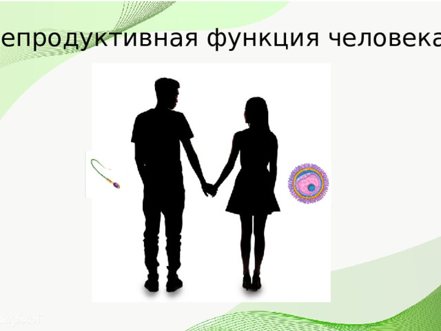 Репродуктивная функция человека 