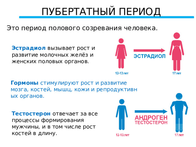 ПУБЕРТАТНЫЙ ПЕРИОД Это период полового созревания человека. Эстрадиол вызывает рост и развитие молочных желёз и женских половых органов. Гормоны  стимулируют рост и развитие мозга, костей, мышц, кожи и репродуктивных органов. Тестостерон отвечает за все процессы формирования мужчины, и в том числе рост костей в длину. 