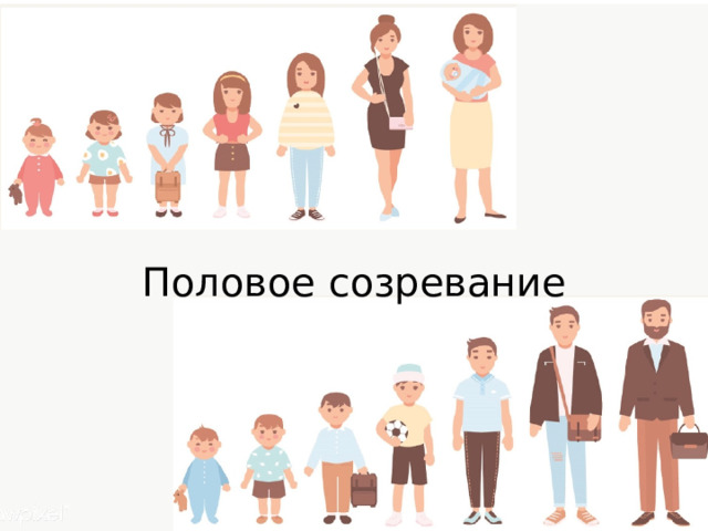 Половое созревание 