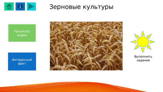 Зерновые культуры Просмотр видео Интересный факт Выполнить задание 