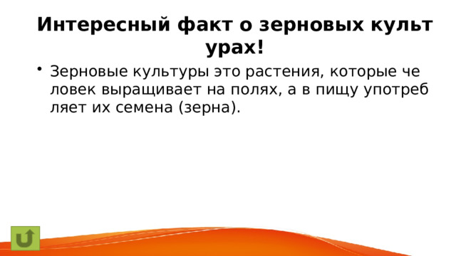 Интересный факт о зерновых культурах! Зерновые культуры это растения, которые человек выращивает на полях, а в пищу употребляет их семена (зерна). 