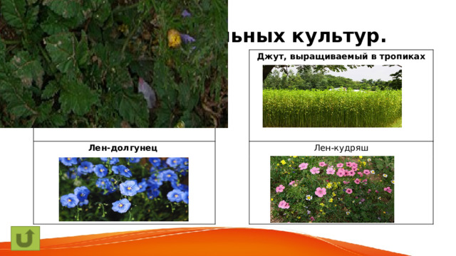 Виды прядильных культур. Хлопчатник Джут, выращиваемый в тропиках Лен-долгунец Лен-кудряш 