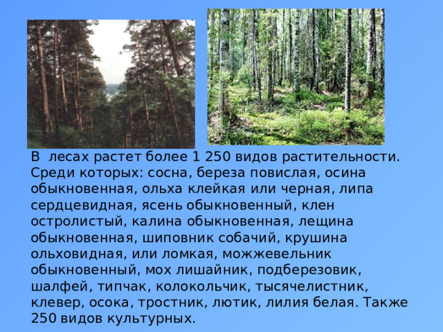 В лесах растет более 1 250 видов растительности. Среди которых: сосна, береза повислая, осина обыкновенная, ольха клейкая или черная, липа сердцевидная, ясень обыкновенный, клен остролистый, калина обыкновенная, лещина обыкновенная, шиповник собачий, крушина ольховидная, или ломкая, можжевельник обыкновенный, мох лишайник, подберезовик, шалфей, типчак, колокольчик, тысячелистник, клевер, осока, тростник, лютик, лилия белая. Также 250 видов культурных. 