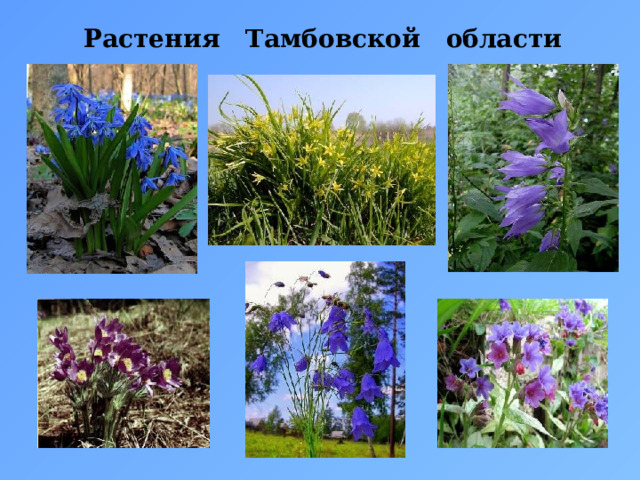 Растения Тамбовской области 