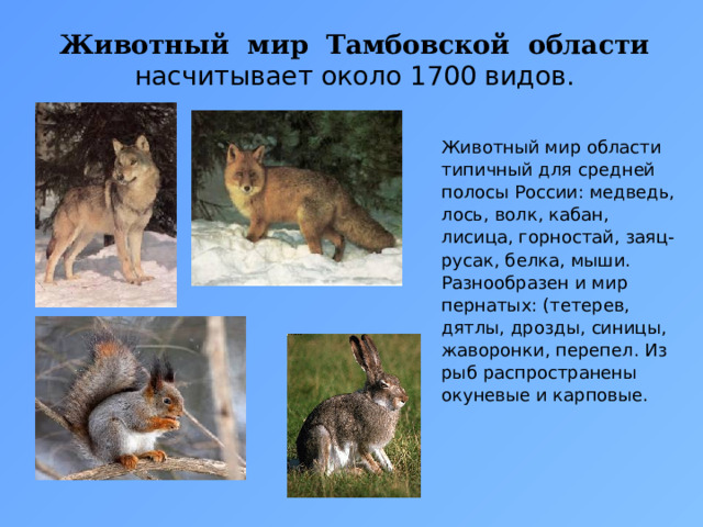 Животный мир Тамбовской области  насчитывает около 1700 видов. Животный мир области типичный для средней полосы России: медведь, лось, волк, кабан, лисица, горностай, заяц-русак, белка, мыши. Разнообразен и мир пернатых: (тетерев, дятлы, дрозды, синицы, жаворонки, перепел. Из рыб распространены окуневые и карповые. 