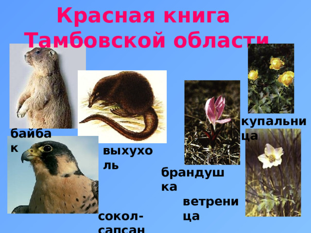 Красная книга  Тамбовской области купальница байбак выхухоль брандушка ветреница сокол-сапсан  