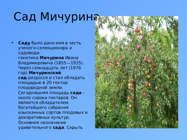 Сад Мичурина Саду  было дано имя в честь ученого-селекционера и садовода-генетика  Мичурина  Ивана Владимировича (1855—1935). Через семнадцать лет (1976 год)  Мичуринский сад  разросся и стал обладать площадью в 20 гектар плодородной земли. Сегодняшняя площадь  сада  - около сорока гектаров. Он является обладателем богатейшего собрания изысканных сортов плодовых и декоративных культур. Основное назначение удивительного  сада . Скрыть 