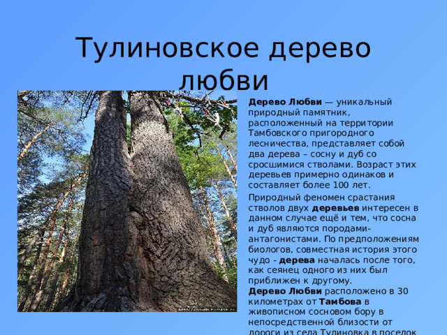 Тулиновское дерево любви Дерево Любви  — уникальный природный памятник, расположенный на территории Тамбовского пригородного лесничества, представляет собой два дерева – сосну и дуб со сросшимися стволами. Возраст этих деревьев примерно одинаков и составляет более 100 лет.   Природный феномен срастания стволов двух  деревьев  интересен в данном случае ещё и тем, что сосна и дуб являются породами-антагонистами. По предположениям биологов, совместная история этого чудо - дерева  началась после того, как сеянец одного из них был приближен к другому. Дерево   Любви  расположено в 30 километрах от  Тамбова  в живописном сосновом бору в непосредственной близости от дороги из села Тулиновка в поселок Смычка. 