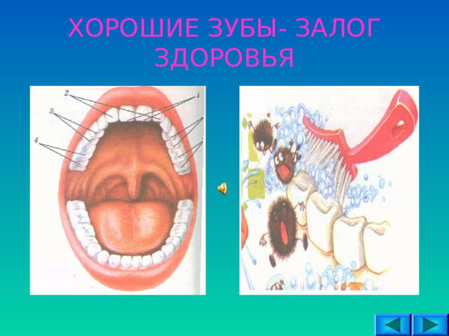 ХОРОШИЕ ЗУБЫ- ЗАЛОГ ЗДОРОВЬЯ 