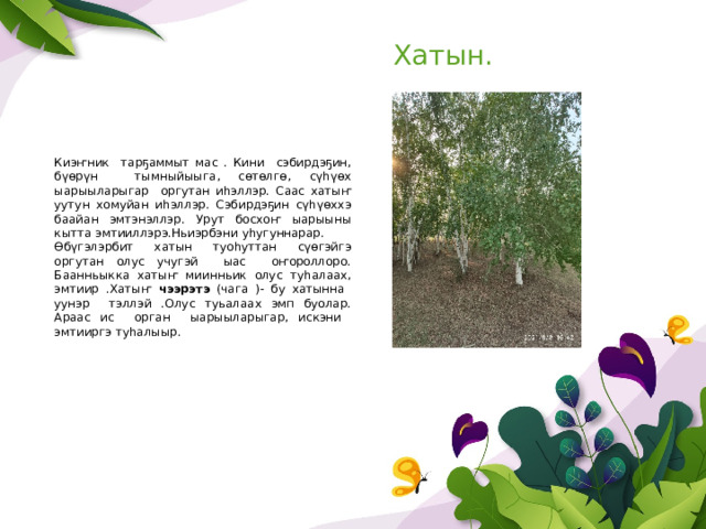 Хатын. Киэҥник тарҕаммыт мас . Кини сэбирдэҕин, бүөрүн тымныйыыга, сөтөлгө, сүһүөх ыарыыларыгар оргутан иһэллэр. Саас хатыҥ уутун хомуйан иһэллэр. Сэбирдэҕин сүһүөххэ баайан эмтэнэллэр. Урут босхоҥ ыарыыны кытта эмтииллэрэ.Ньиэрбэни уһугуннарар. Өбүгэлэрбит хатын туоһуттан сүөгэйгэ оргутан олус учугэй ыас оҥороллоро. Баанньыкка хатыҥ миинньик олус туһалаах, эмтиир .Хатыҥ чээрэтэ (чага )- бу хатынна уунэр тэллэй .Олус туьалаах эмп буолар. Араас ис орган ыарыыларыгар, искэни эмтииргэ туһалыыр. 