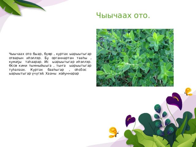 Чыычаах ото. Чыычаах ото быар, бүөр , куртах ыарыытыгар отварын иһэллэр. Бу органнартан тааһы , кумаҕы таһаарар. Ис ыарыытыгар иһэллэр. Өссө кини тымныйыыга , тыҥа ыарыытыгар туһалаах. Куртах бааһыгар , оһо5ос ыарыытыгар үчүгэй. Хааны хойуннарар 