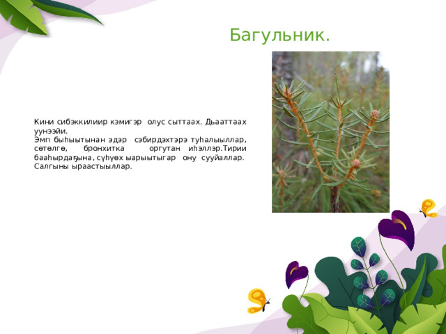 Багульник. Кини сибэккилиир кэмигэр олус сыттаах. Дьааттаах уунээйи. Эмп быһыытынан эдэр сэбирдэхтэрэ туһалыыллар, сөтөлгө, бронхитка оргутан иһэллэр.Тирии бааһырдаҕына, сүһүөх ыарыытыгар ону сууйаллар. Салгыны ыраастыыллар. 