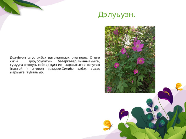 Дэлуьуэн. Дөлүһүөн олус элбэх витаминнаах отонноох.  Отоно киһи доруобуйатын бөҕөргөтөр.Тымныйыыга, тумууга отонун, сэбирдэҕин ис ыарыытыгар оргутан (настой ) оҥорон иьэллэр.Силиһэ элбэх араас ыарыыга туһалыыр. 
