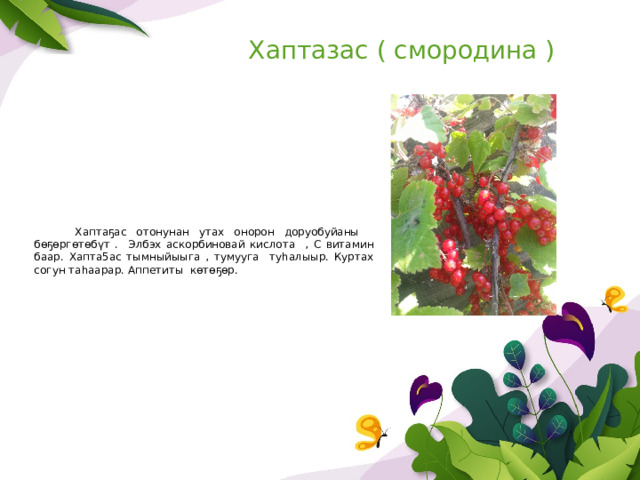 Хаптазас ( смородина )  Хаптаҕас отонунан утах онорон доруобуйаны бөҕөргөтөбүт . Элбэх аскорбиновай кислота , С витамин баар. Хапта5ас тымныйыыга , тумууга туһалыыр. Куртах согун таһаарар. Аппетиты көтөҕөр. 
