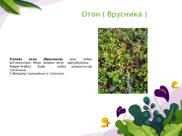 Отон ( брусника ) Уулаах отон (Брусника) олус элбэх витаминнаах. Морс онорон иһэн доруобуйаны бөҕөргөтөбүт. Бүөр , хабах ыарыытыгар туһалыыр. Сэбирдэҕэ тымныйыыга туһалаах. 