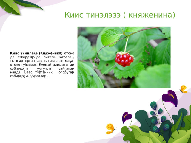 Киис тинэлэзэ ( княженина) Киис тинилэҕэ (Княженика) отоно да сэбирдэҕэ да эмтээх. Сөтөлгө , тыынар орган ыарыытыгар, астмаҕа отоно туһалаах. Күөмэй ыарыытыгар сэбирдэҕин уутунан сайҕанар наада .Баас тургэнник оһоругар сэбирдэҕин уураллар . 