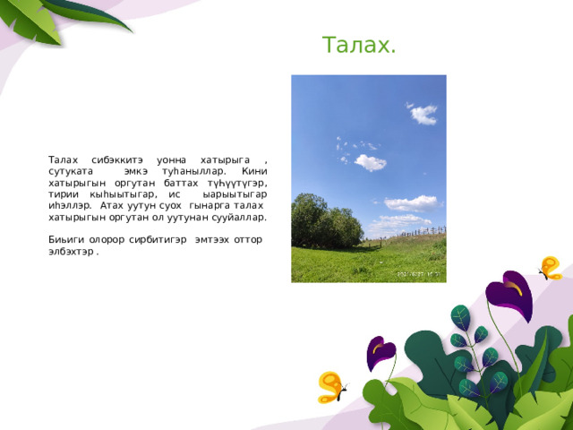Талах. Талах сибэккитэ уонна хатырыга , сутуката эмкэ туһаныллар. Кини хатырыгын оргутан баттах түҺүүтүгэр, тирии кыһыытыгар, ис ыарыытыгар иһэллэр. Атах уутун суох гынарга талах хатырыгын оргутан ол уутунан сууйаллар. Биьиги олорор сирбитигэр эмтээх оттор элбэхтэр . 